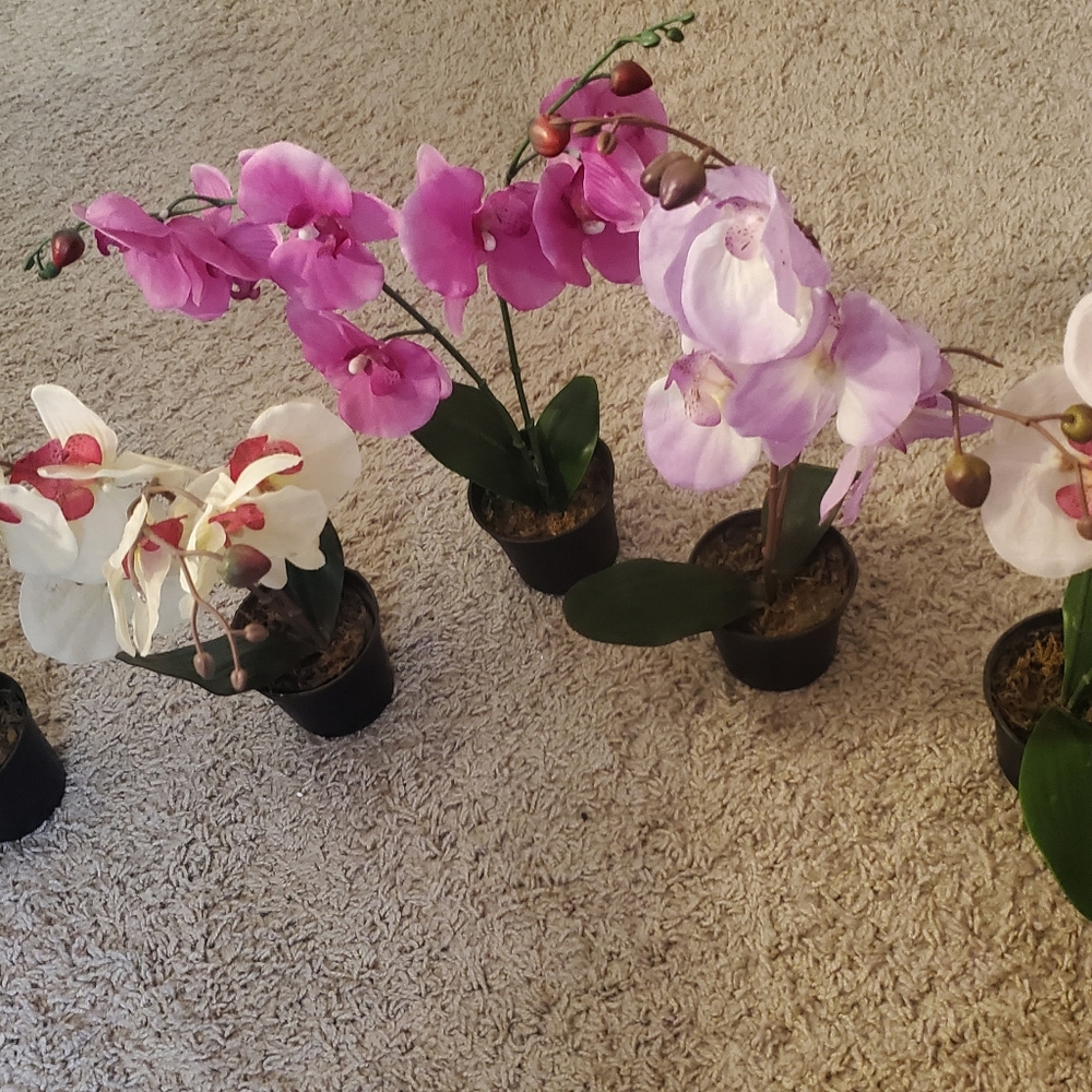 Orchids 🌼 🌸(5pcs)